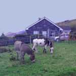 Das Krähennest, Fursey und Freya beim Grasen, Ferienhaus mit Kaminofen, Roads, Kells, County Kerry, Irland