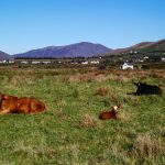 Patricks Beach House, Meadow beside House, Rent an Irish Cottage with Sea View along the Wild Atlantic Way in Kerry